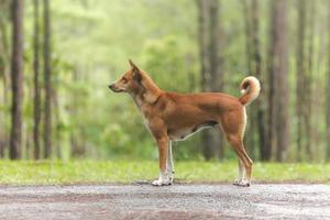 cachorro na floresta de pinheiros foto