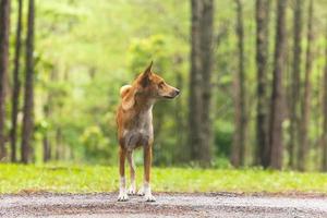 cachorro na floresta de pinheiros foto