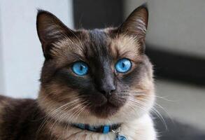 ai gerado uma fofa gato com azul olhos vestindo uma colarinho foto