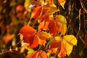 lindas folhas vermelhas de uvas bravas em um fundo desfocado de outono foto