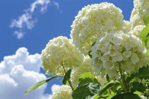 ai gerado branco hortênsia debaixo uma azul e branco nuvens céu foto