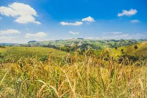 close-up de arroz dourado em campo de arroz, campo de arroz maduro e fundo do céu na montanha na zona rural foto