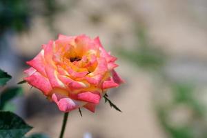 flor de rosas de close-up com fundo borrado da natureza no jardim ao ar livre. foto