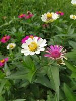 uma grupo do branco e Rosa flores dentro uma campo foto