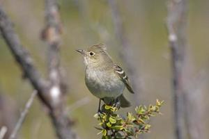 elaenia de crista branca nas montanhas foto