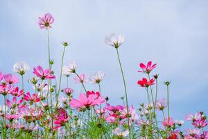 bela flor cosmos com céu azul o fundo ensolarado foto