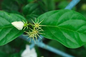 jasmim chá flor, árabe jasmim, Jasminum sambac foto