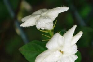 jasmim chá flor, árabe jasmim, Jasminum sambac foto