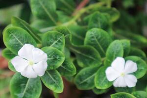 lindo Rosa catharanthus roseus. Está Além disso conhecido Como capa pervinca, cemitério plantar, velho empregada doméstica, anual vinca multiflora, apocynaceae floração plantas, medicinal erva. foto