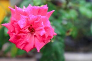 requintado fechar-se do rosa lucieae flor exibindo Está intrincado pétalas e Eterno beleza. foto