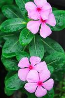 lindo Rosa catharanthus roseus. Está Além disso conhecido Como capa pervinca, cemitério plantar, velho empregada doméstica, anual vinca multiflora, apocynaceae floração plantas, medicinal erva. foto