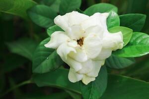 branco gardênia flores capa jasmim, gardênia Jasminoides foto