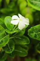 lindo Rosa catharanthus roseus. Está Além disso conhecido Como capa pervinca, cemitério plantar, velho empregada doméstica, anual vinca multiflora, apocynaceae floração plantas, medicinal erva. foto