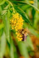 comum Oriental bumble abelha balança a partir de uma goldenrod amarelo flor foto