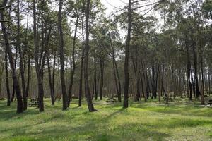 área de lazer com eucaliptos e pinheiros em rodiles, asturias. foto