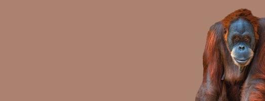 banner com retrato de orangotango asiático colorido engraçado e bonito no fundo sólido com espaço de cópia para detalhes de texto, adulto. conceito de conservação e proteção de animais em extinção foto