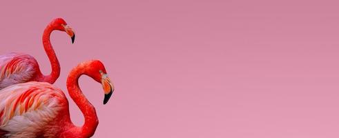 banner com dois lindos flamingos vermelhos isolados no fundo rosa ou rosado claro suave com espaço de cópia para texto, close up, detalhes. conceito de amor, cuidado, namoro e glamour. foto
