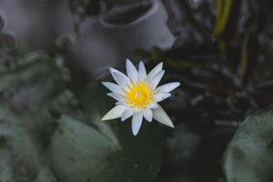 branco lótus flor florescendo dentro a lagoa com verde folha fundo foto