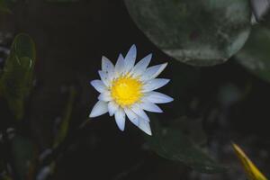 branco lótus flor florescendo dentro a lagoa com verde folha fundo foto