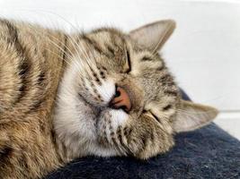 gato cinza dormindo em um cobertor de lã azul foto