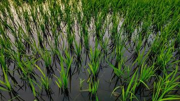 sustentável agricultura, exuberante arroz arroz reflexões foto