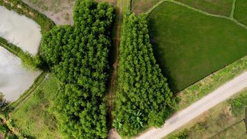 pulmão em forma floresta oásis no meio terras agrícolas foto