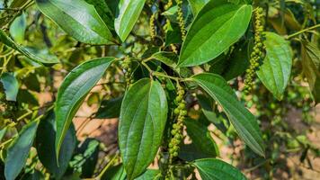 tropical verde Pimenta em videira foto