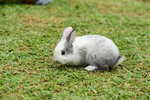 família de coelhos sai para brincar no gramado verde foto