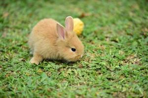 família de coelhos sai para brincar no gramado verde foto
