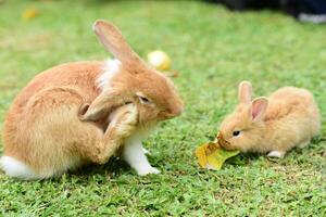 família de coelhos sai para brincar no gramado verde foto