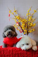 adorável poodle cachorros vestindo chinês Novo ano pano com suspensão pingente palavra significar bênção em amarelo cereja Flor em vermelho pano chão. foto