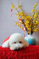 adorável branco poodle cachorro vestindo chinês Novo ano pano com suspensão pingente palavra significar bênção em amarelo cereja Flor em vermelho pano chão. foto