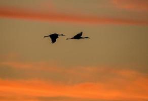 dupla guindaste sandhill foto