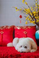 adorável branco poodle cachorro com suspensão pingente palavra significar bênção, amarelo cereja Flor e vermelho travesseiro dormindo em vermelho pano chão. foto