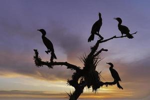 cormorões neotropicais ao pôr do sol foto