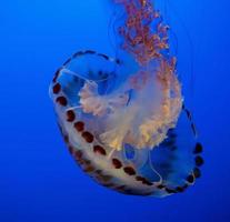 água-viva listrada roxa foto