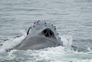 boca e boca de baleia jubarte