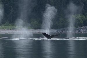 baleias soam e sopram no estreito de gelo, Alaska foto