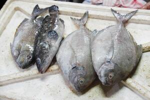 peixe fresco no mercado foto