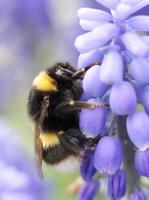 abelha em flor violeta foto