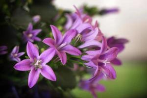 pequenas flores violetas foto