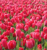 tulipas vermelhas no arboreto foto