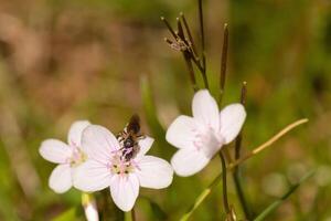 isto bonita de asas marrons suor abelha estava visto dentro isto cenário colecionar a néctar do a Virgínia Primavera beleza. isto pequeno inseto estava ajudando para polinizar isto flores silvestres dentro a campo. foto