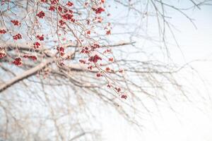 vermelho Rowan dentro inverno debaixo a neve. inverno conceito foto