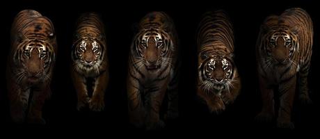 tigre panthera tigris em fundo escuro foto