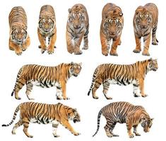 tigre de Bengala isolado no fundo branco foto