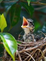 ai gerado jovem pássaro dentro ninho com aberto boca esperando para estar alimentado. foto