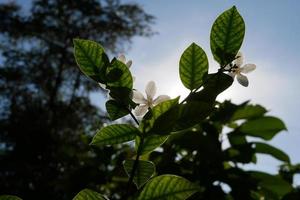 sol da manhã com flores brancas foto