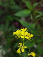 amarelo flores este crescer selvagem dentro a jardim foto