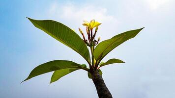 amarelo plumeria galhos do uma floração árvore com céu fundo foto